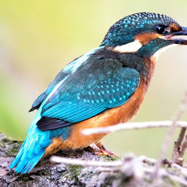 Eisvogel mit Fang: Geduld und ein lichtstarkes Tele-Objektiv braucht Fotograf Wessel, der rund ums Fischereimuseum auf Fotopirsch geht.