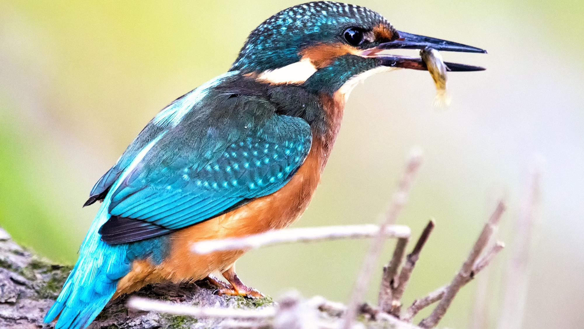 Eisvogel mit Fang, allerdings nicht an der Groov aufgenommen.