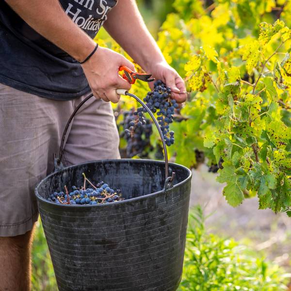 Weinbauer bei der Ernte Foto: Getty Images/Eloi_Omella