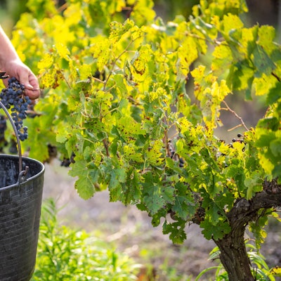 Weinbauer bei der Ernte Foto: Getty Images/Eloi_Omella