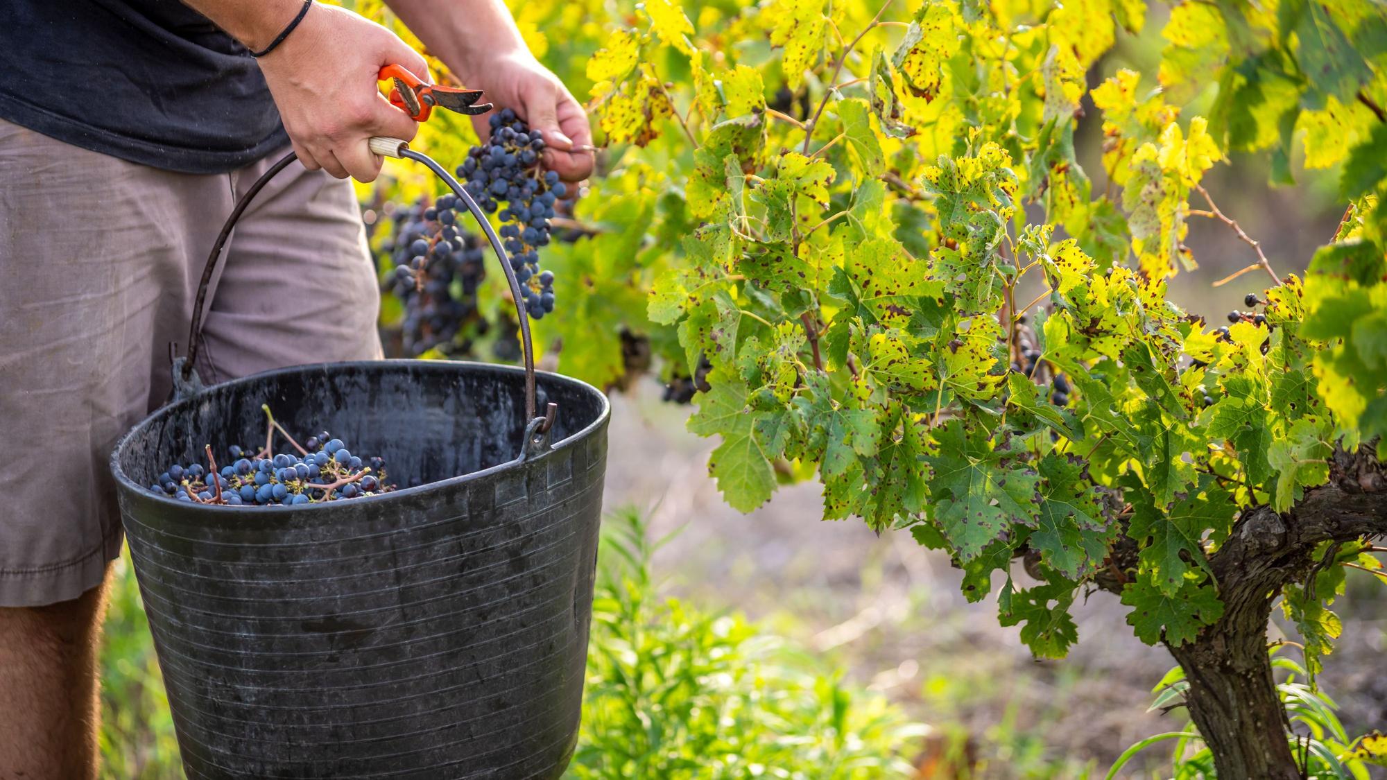 Weinbauer bei der Ernte Foto: Getty Images/Eloi_Omella