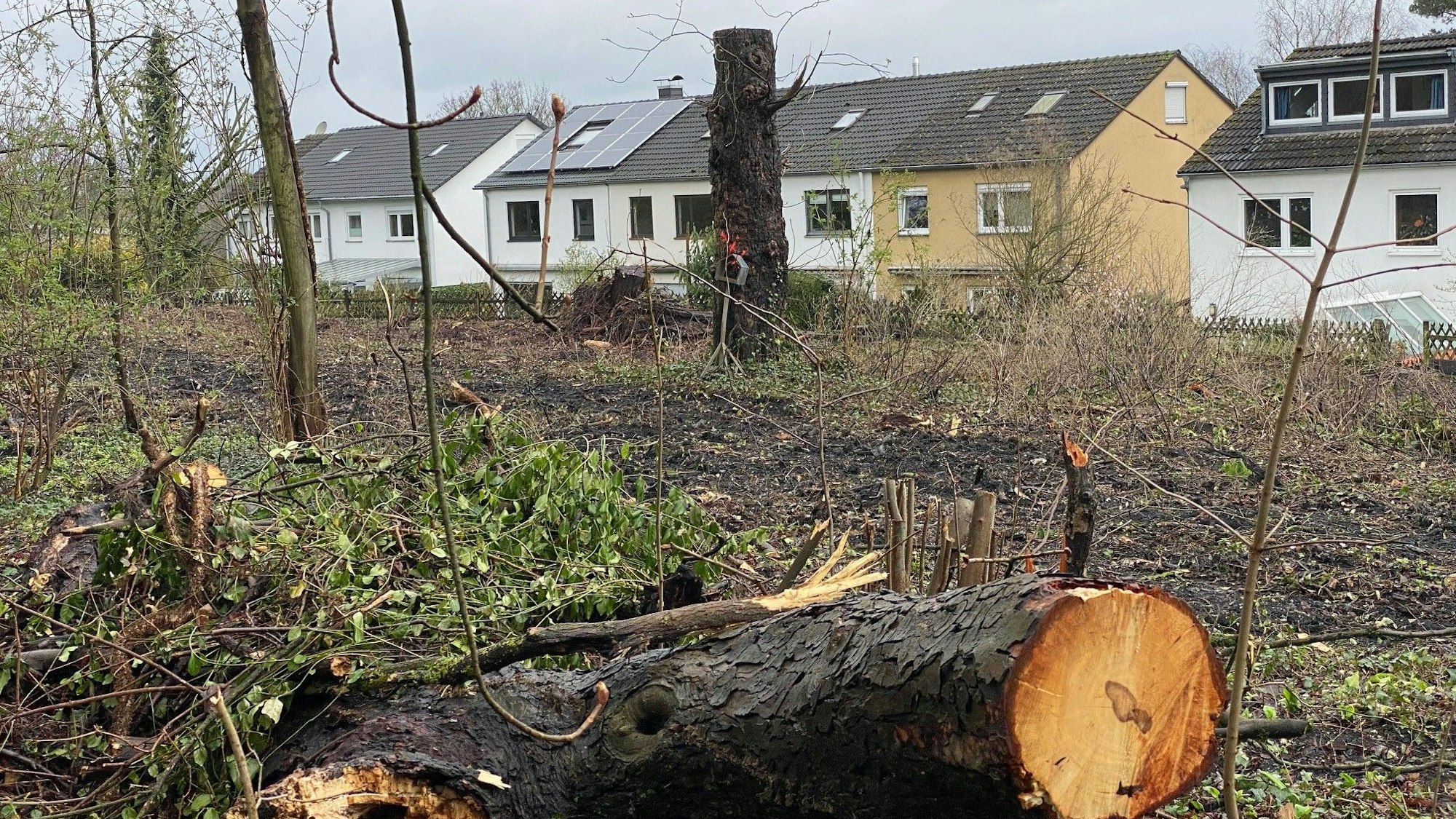 Zu sehen sind Baumstümpfe und eine gerodete Fläche.