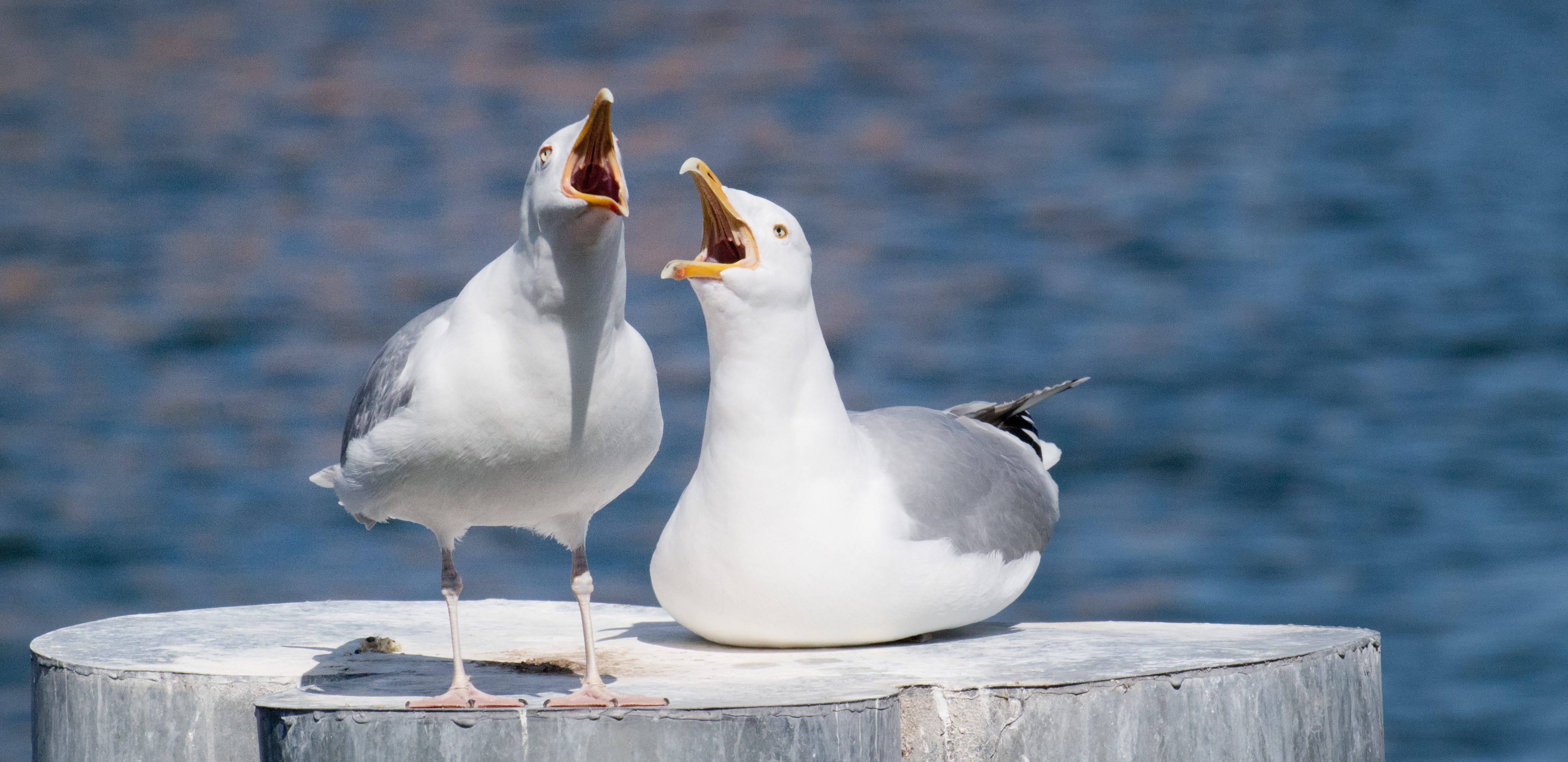 Möwen stehen im Hafen von Stralsund auf einem Poller.
