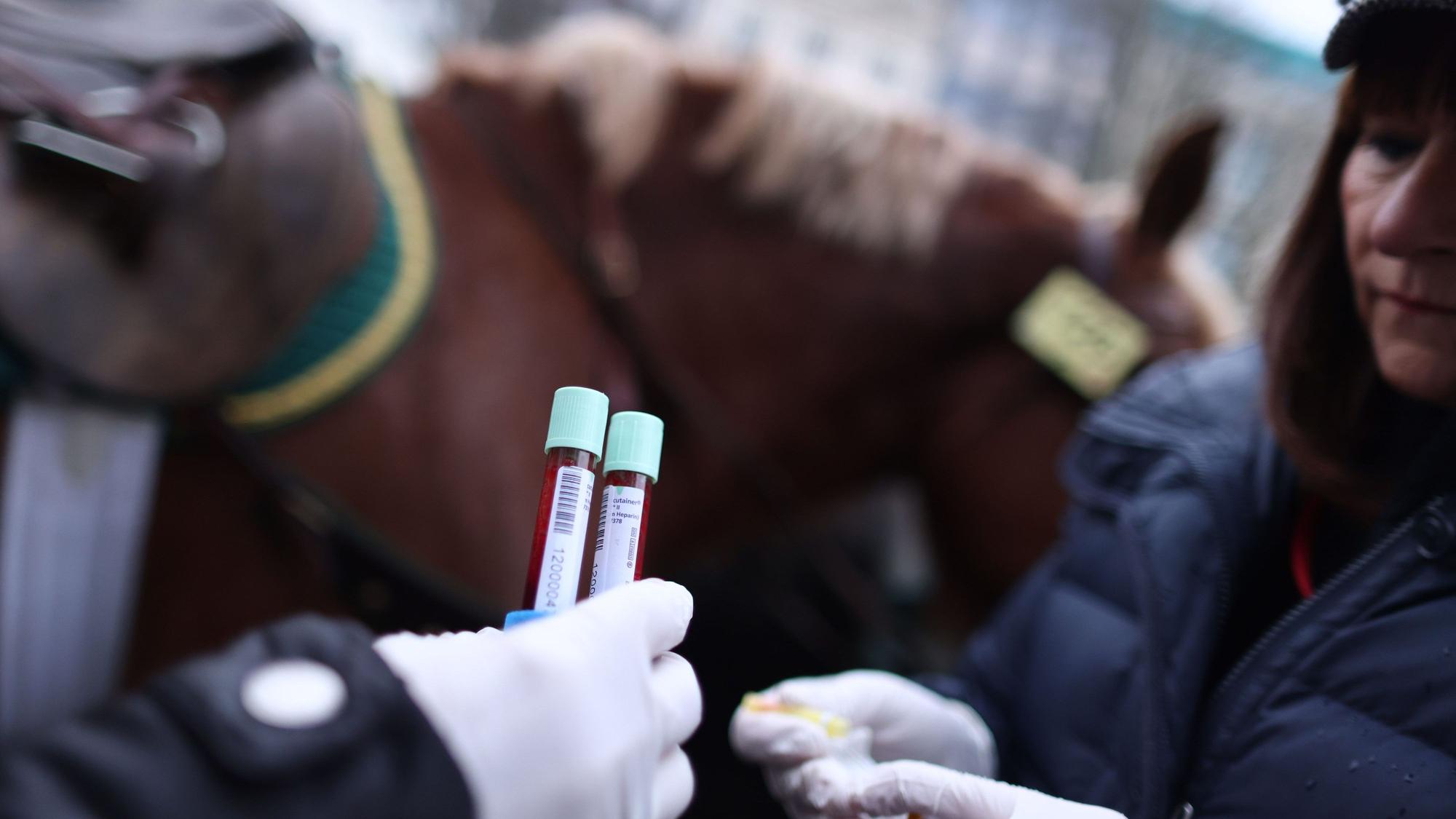 Vor dem Start des Rosenmontagsumzugs wird einem Pferd Blut entnommen.
