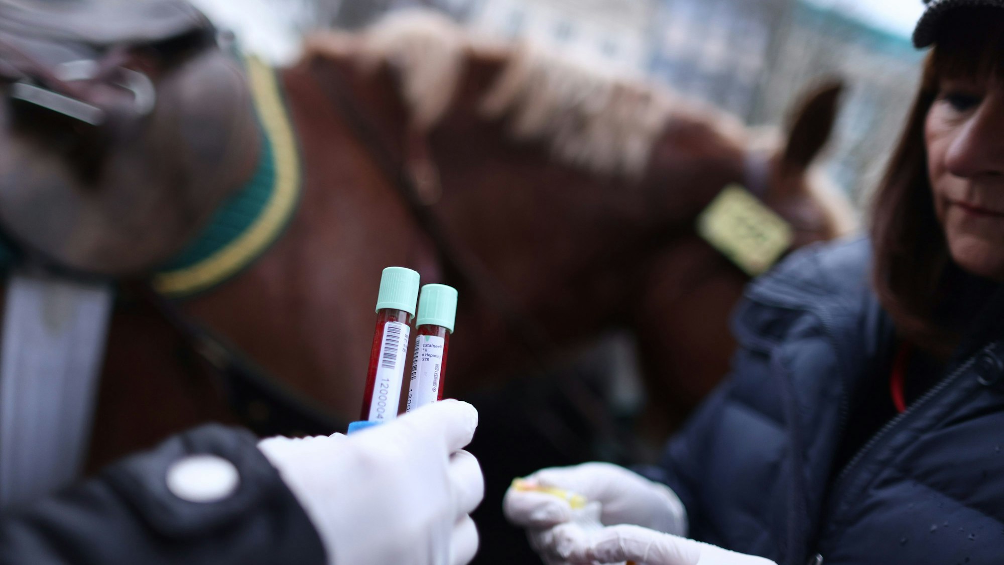 Vor dem Start des Rosenmontagsumzugs wird einem Pferd Blut entnommen.
