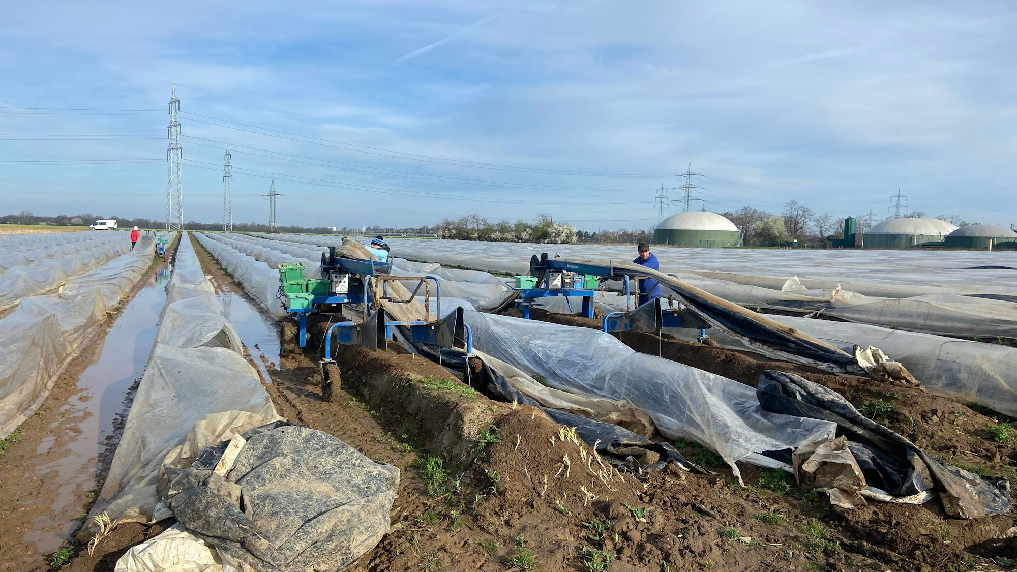 Auf einem Feld liegen Kunststoffplanen, unter denen Spargel wächst.