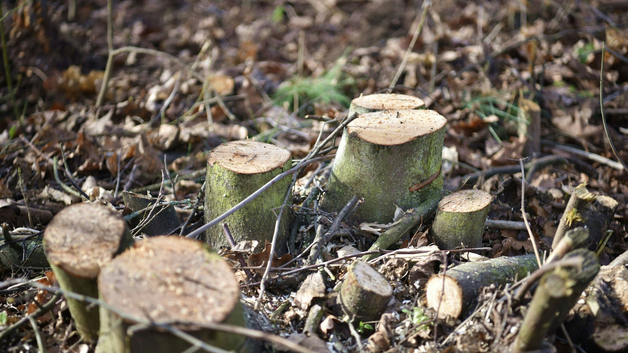 Mehrere kleine Baumstümpfe stehen auf mit Laub bedecktem Boden.