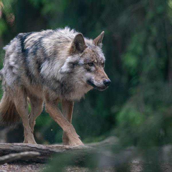 Elisabeth und Fritz Trimborn glauben, ein Wolf habe die Rehe aufgeschreckt und auf die Straße getrieben.