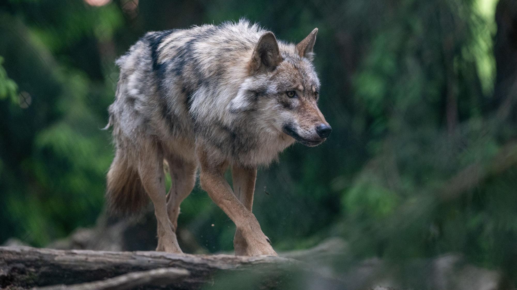 Elisabeth und Fritz Trimborn glauben, ein Wolf habe die Rehe aufgeschreckt und auf die Straße getrieben.