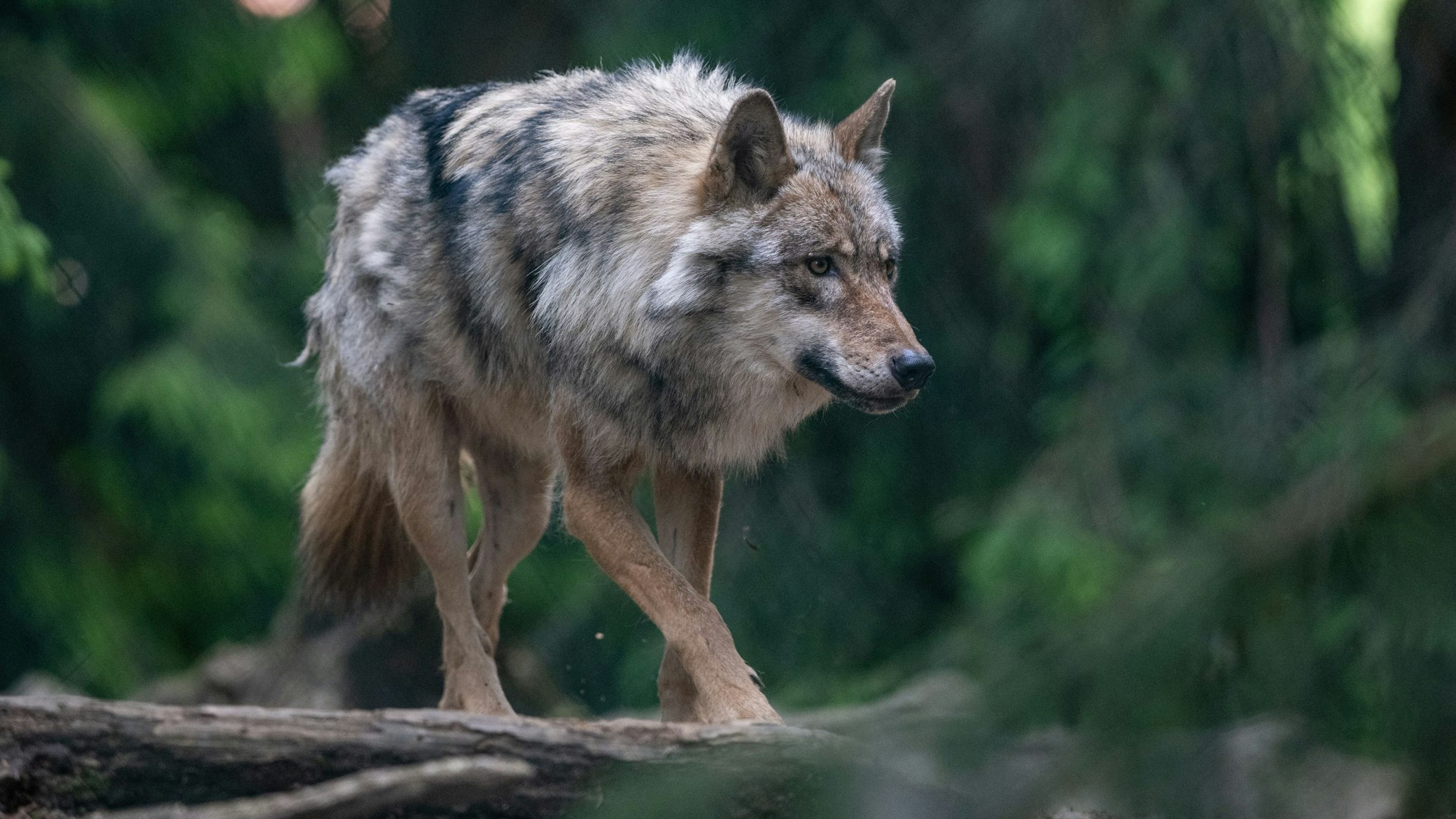 Elisabeth und Fritz Trimborn glauben, ein Wolf habe die Rehe aufgeschreckt und auf die Straße getrieben.