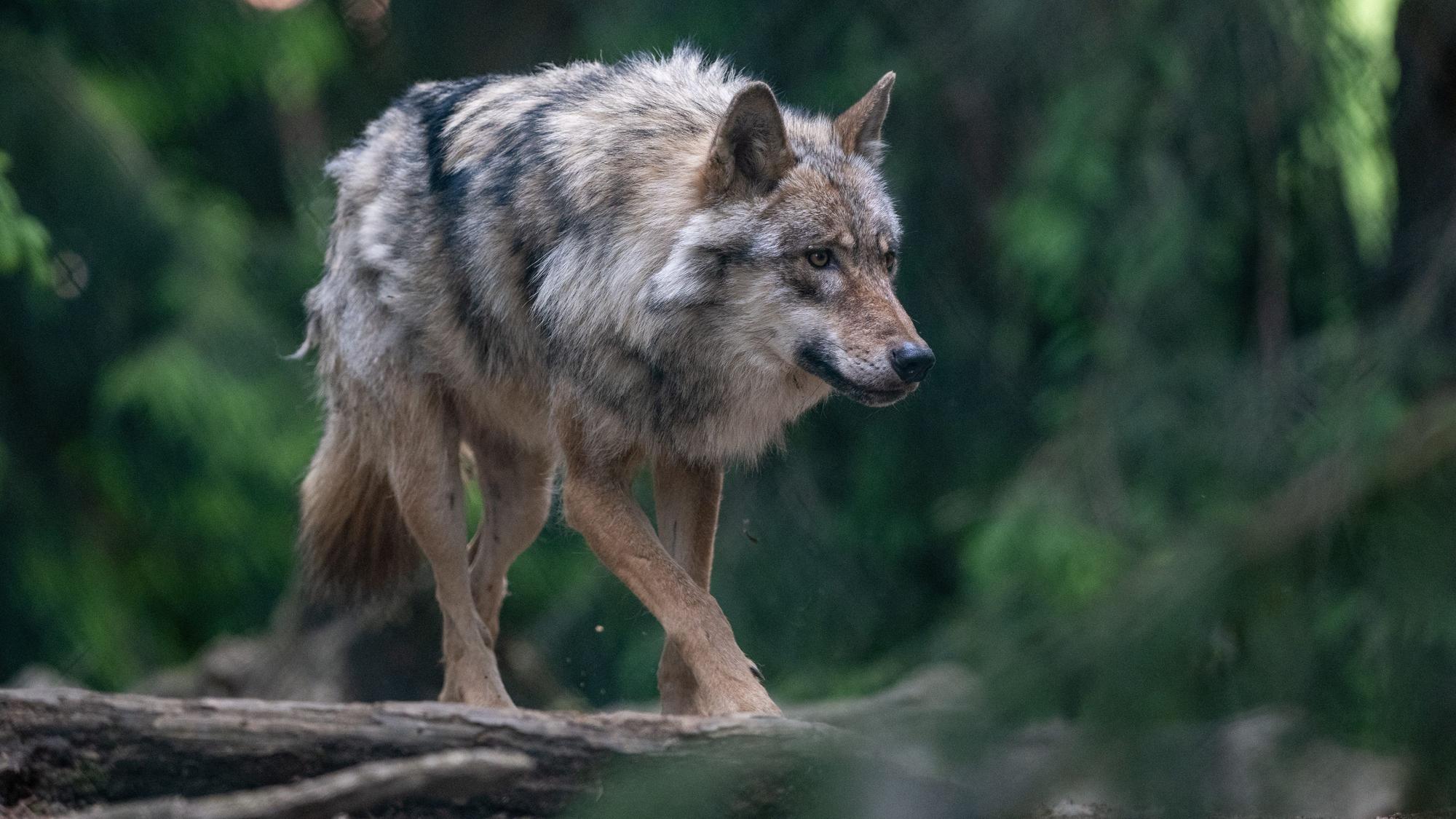 Ein Wolf läuft durch den Wald.