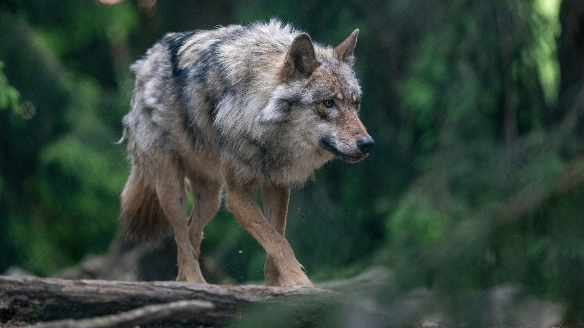 Ein Wolf läuft durch den Wald.