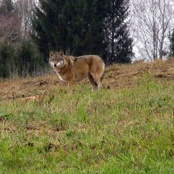 Ein Wolf steht am 20.11.2017 auf einer Wiese bei Bad Kreuzen (Österreich).