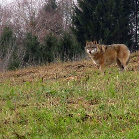 Ein Wolf steht am 20.11.2017 auf einer Wiese bei Bad Kreuzen (Österreich).