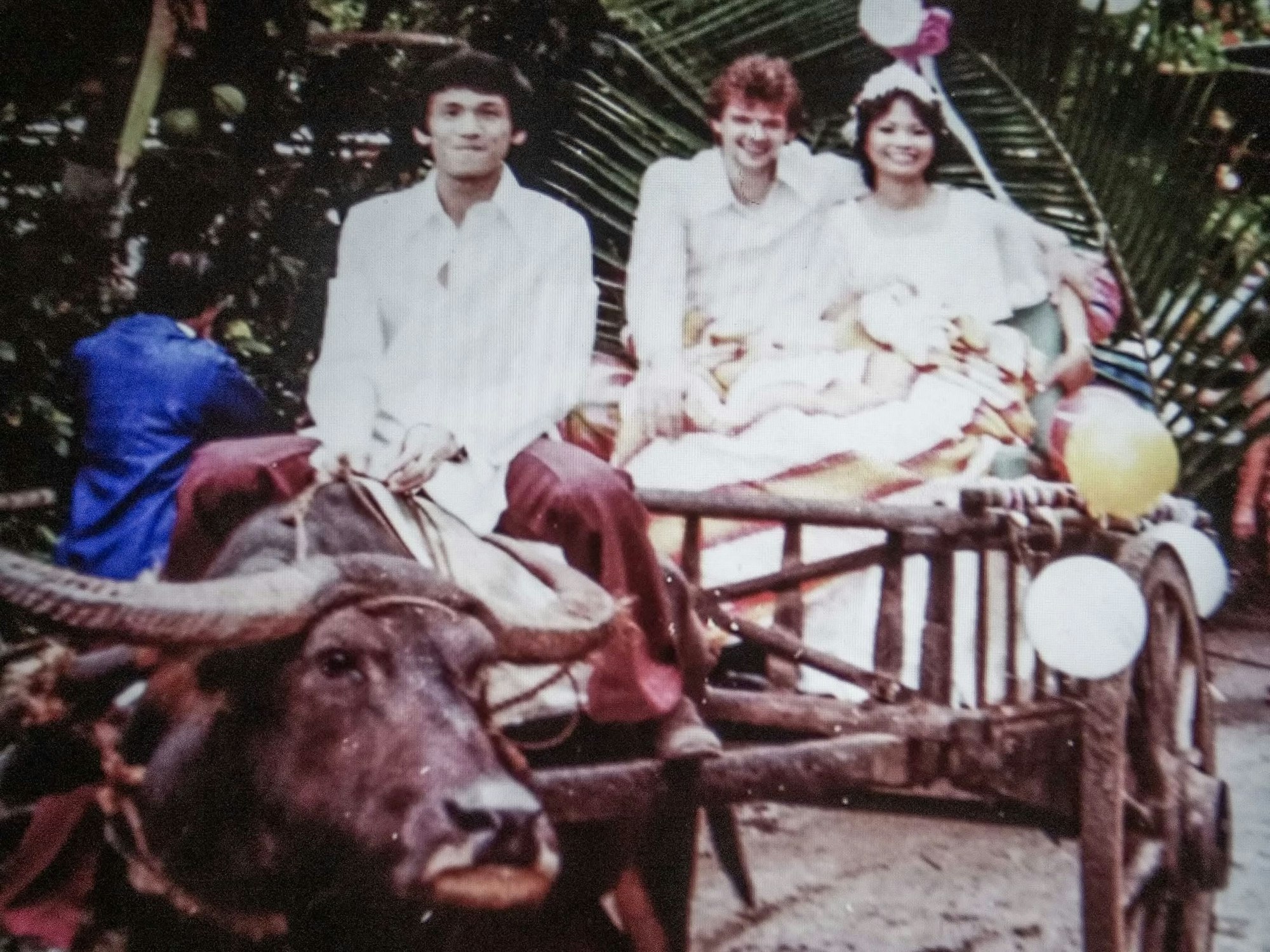 Ein Wasserbüffel zieht die Hochzeitskutsche des Paars.