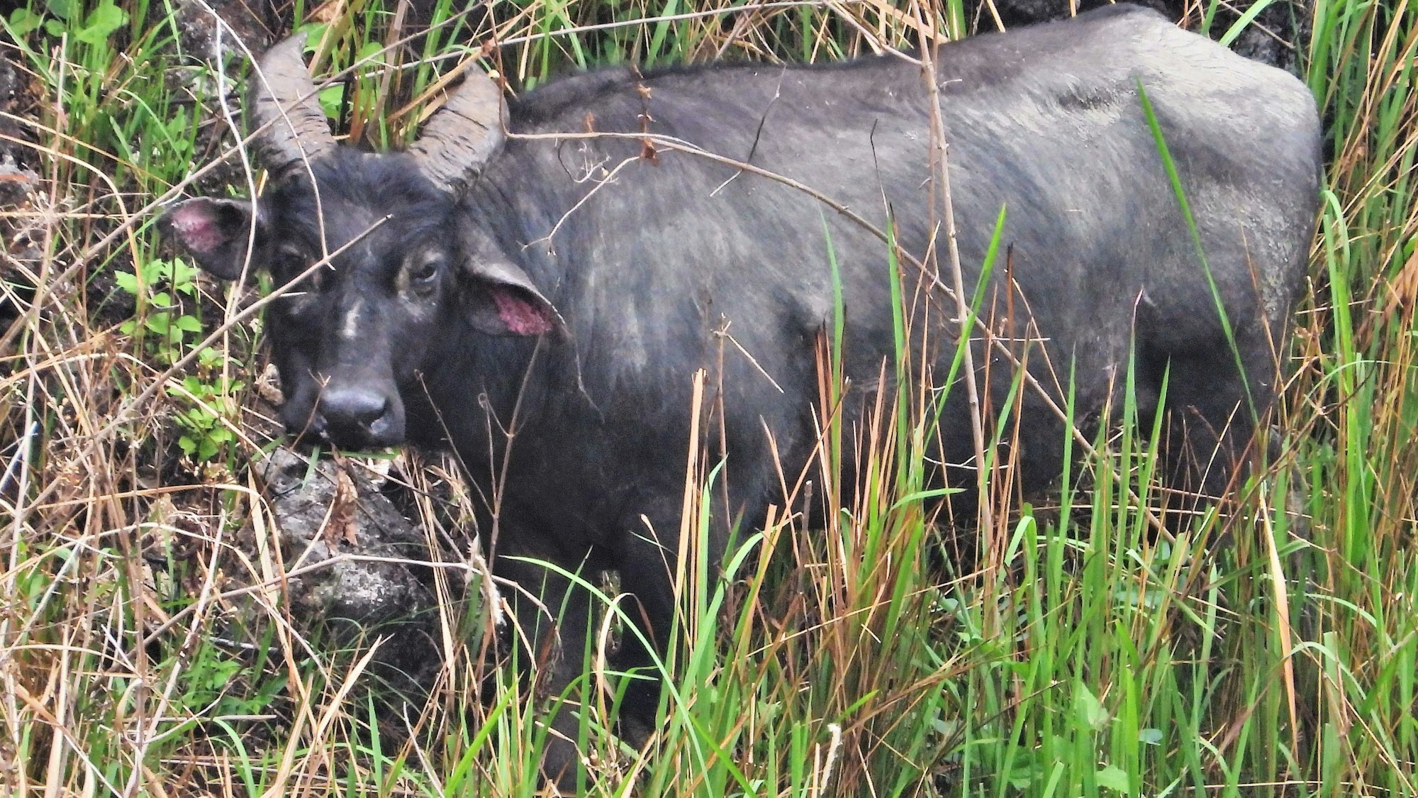 Nur noch auf einer philippinschen Insel leben die Tamaraus.