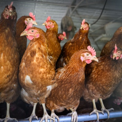 Hühner stehen in einem Stall nebeneinander.
