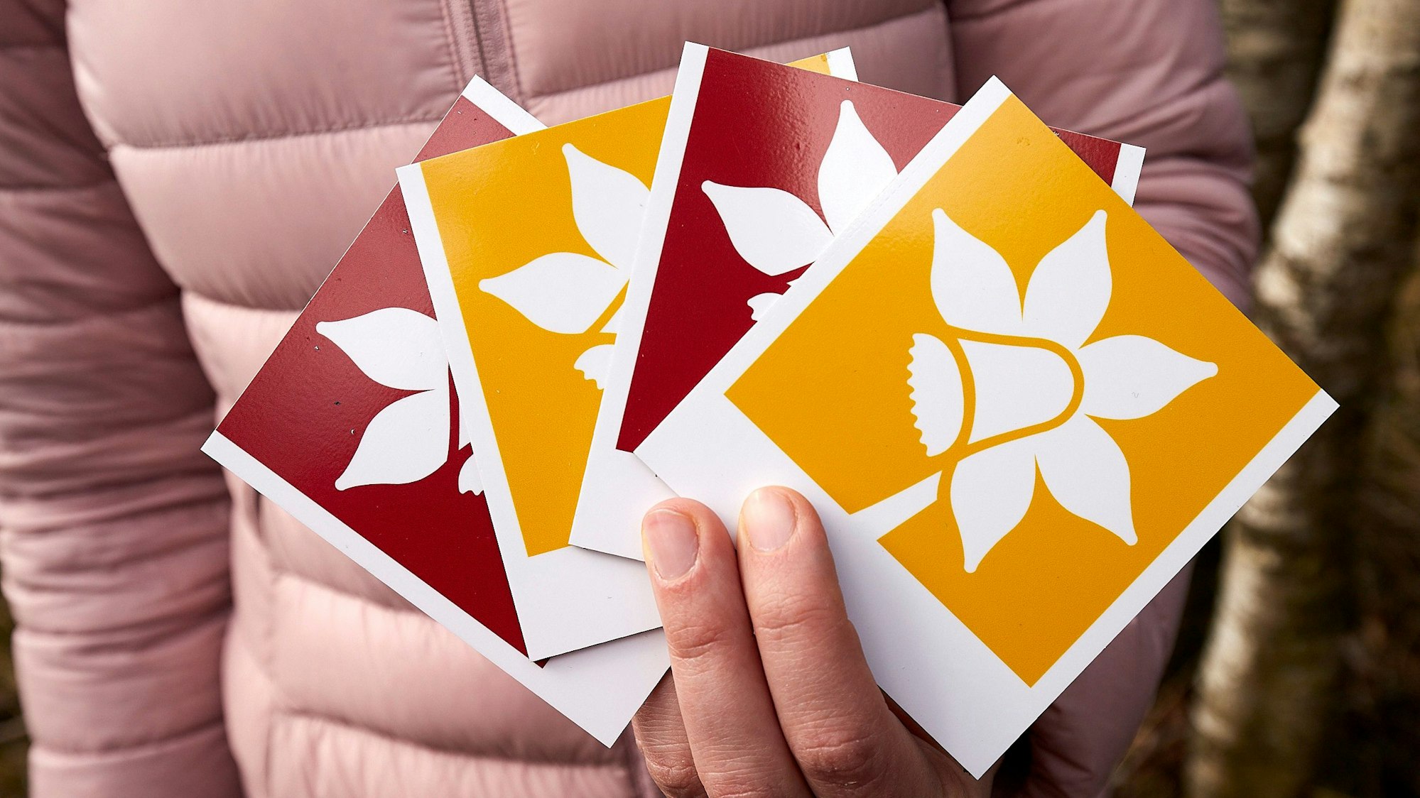 Gelbe und rote Hinweisschilder für die beiden Wanderwege zu den Narzissenwiesen.