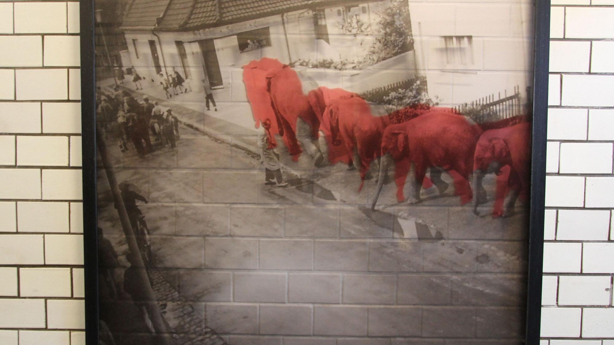 Rot kolorierte Elefanten auf einer Schwarz-Weiß-Fotografie