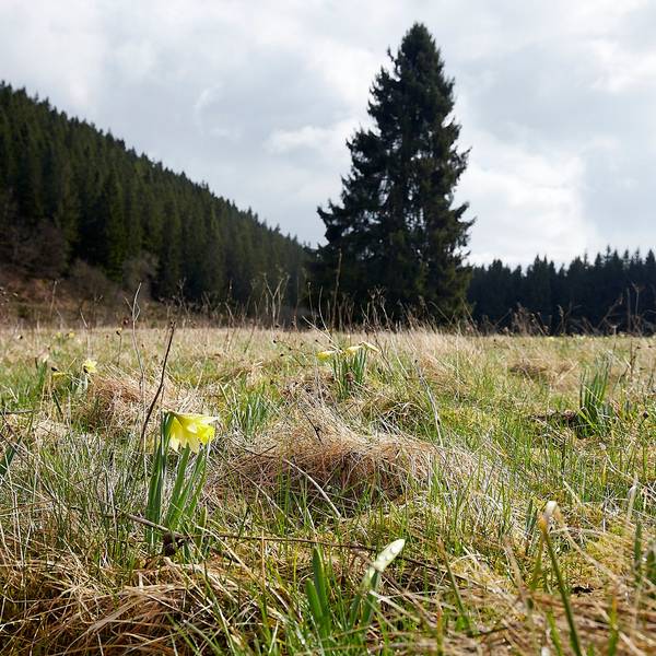 Eine einzelne Narzisse blüht auf einer Wiese im Oleftal.