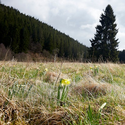 Eine einzelne Narzisse blüht auf einer Wiese im Oleftal.