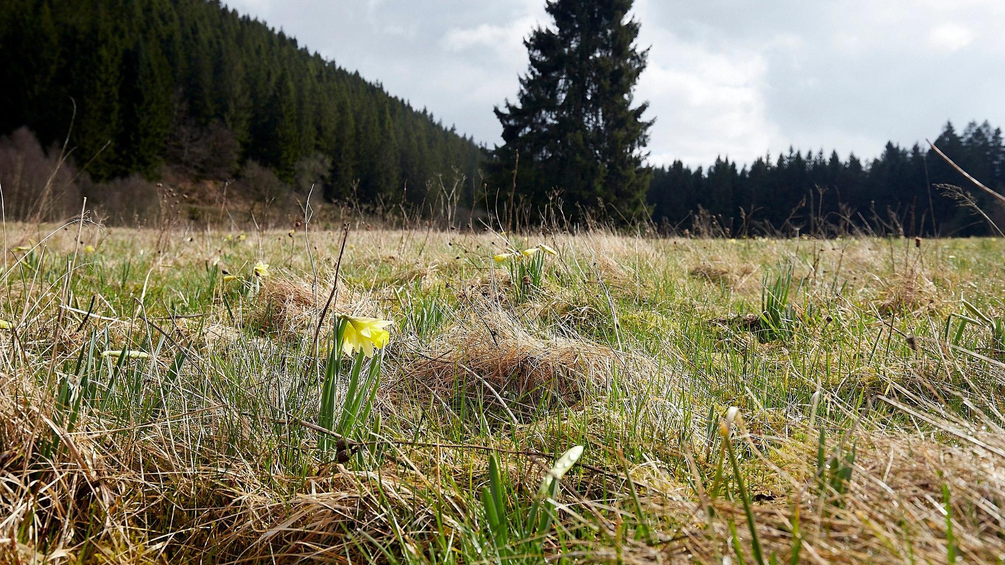 Eine einzelne Narzisse blüht auf einer Wiese im Oleftal.