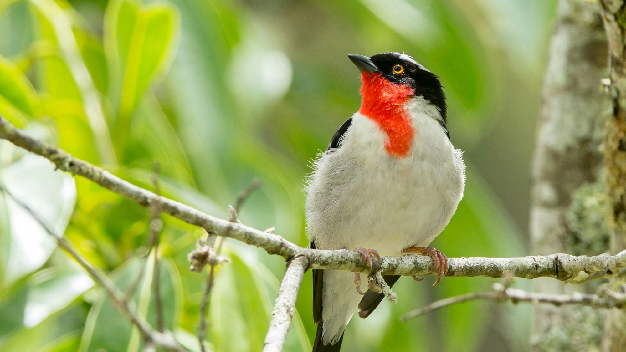 Nur noch 22 Tiere gab es von den brasilianischen Rubinkehltangaren im Jahr 2023.