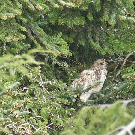 Zwei Sumpfohreulen in einer Tanne.