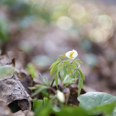 Eine weiße Blume blüht auf Waldboden.