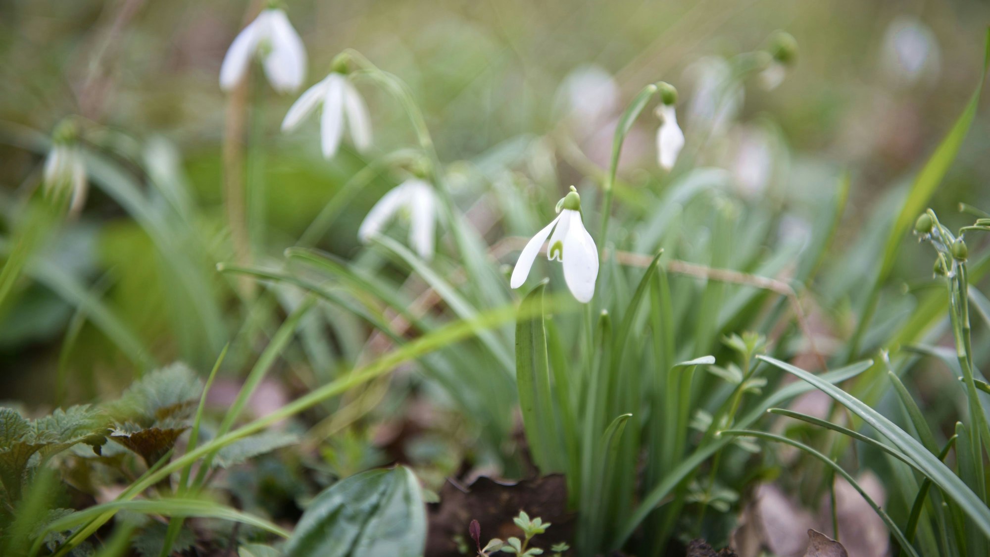 Ein Schneeglöckchen blüht zwischen grünen Halmen.