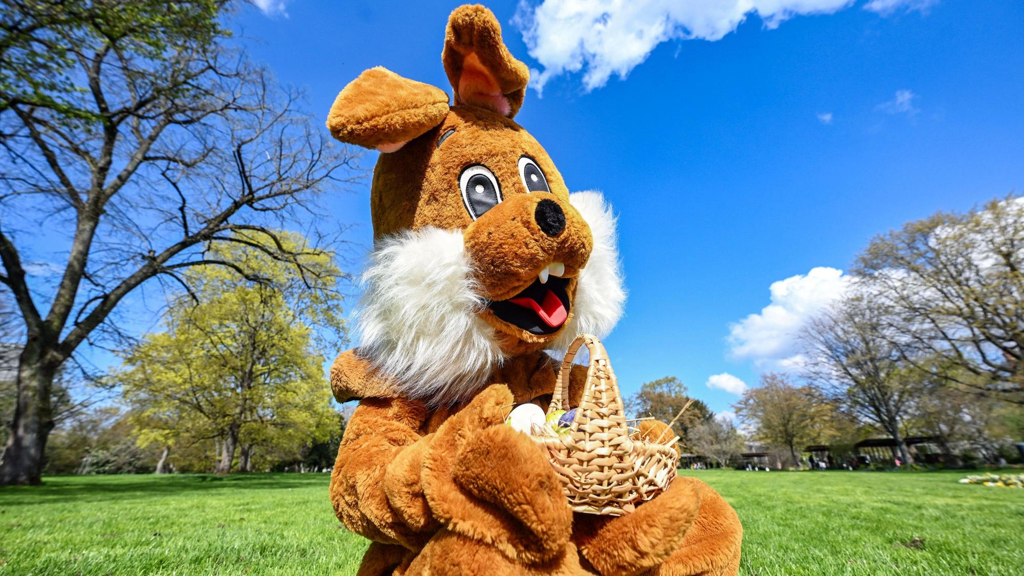Im Zoologischen Stadtgarten hält ein Osterhase in einem Plüschkostüm am Ostersonntag ein Körbchen mit bunten Ostereiern in den Händen.