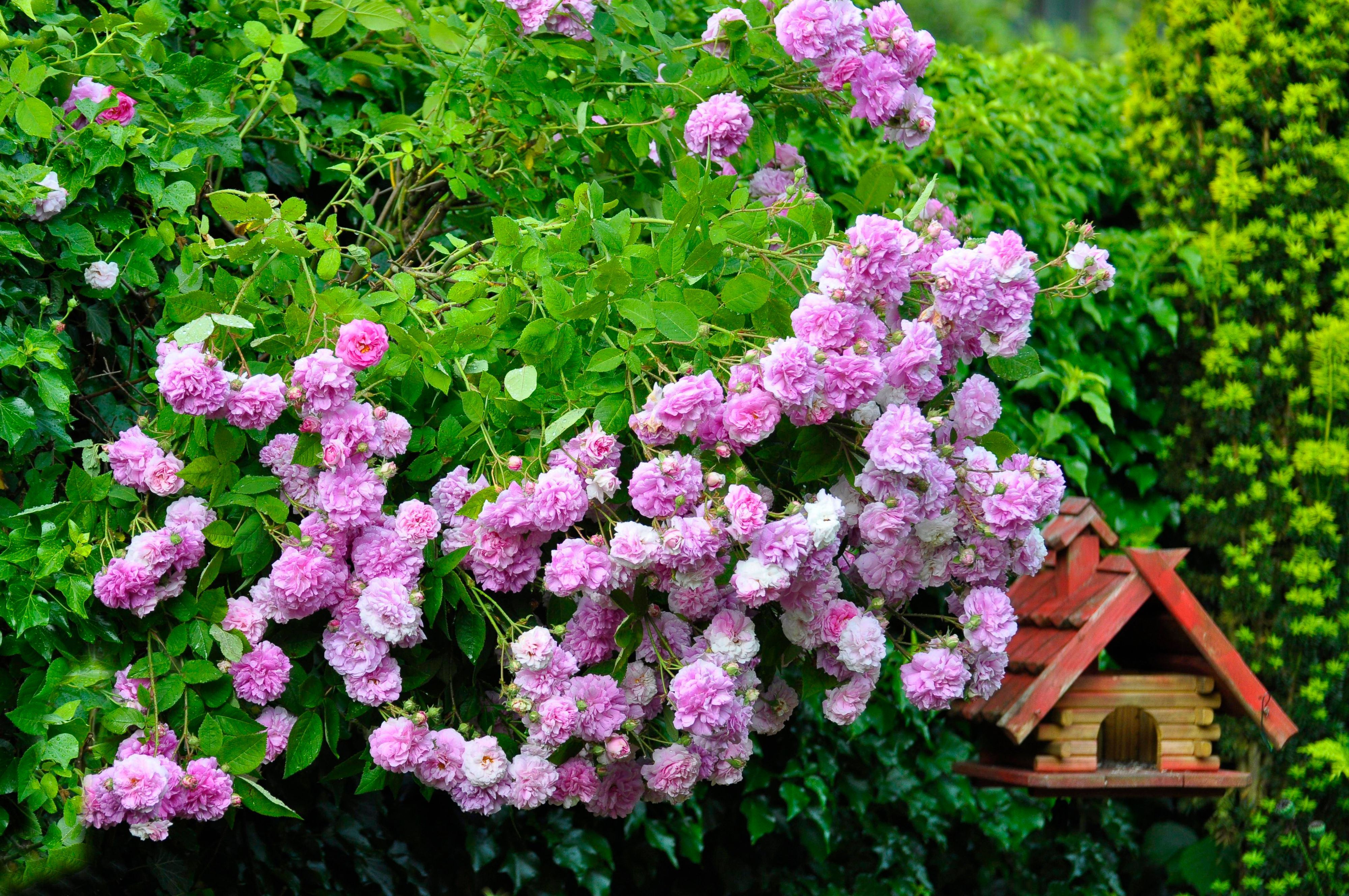 liguster glaucum Gemeiner Liguster (Ligustrum vulgare) | 80-100 cm mit Wurzelballen main image 1