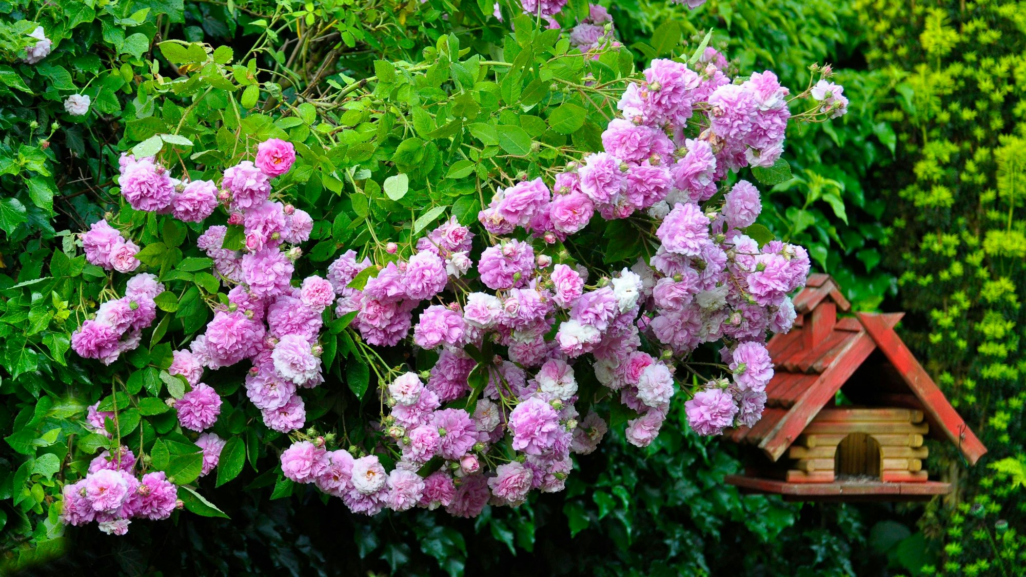 Eine rosa-blühende Heckenrose, daneben hängt ein Vogelhäuschen mit rotem Dach.
