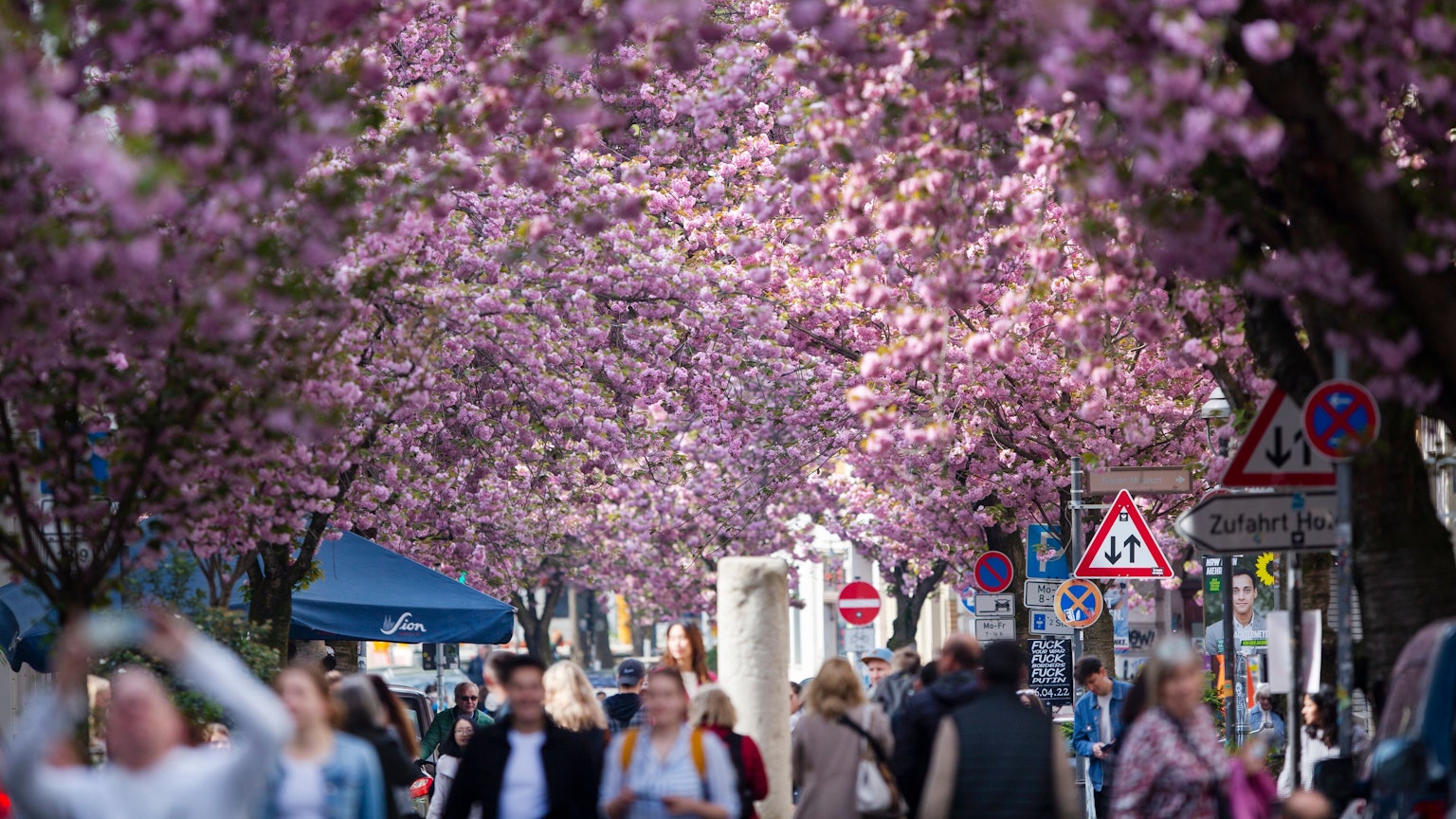 Touristen gehen unter blühenden Kirschbäumen durch die Altstadt.