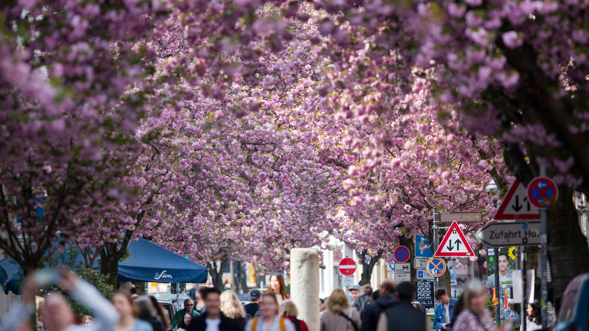 Touristen gehen unter blühenden Kirschbäumen durch die Altstadt.