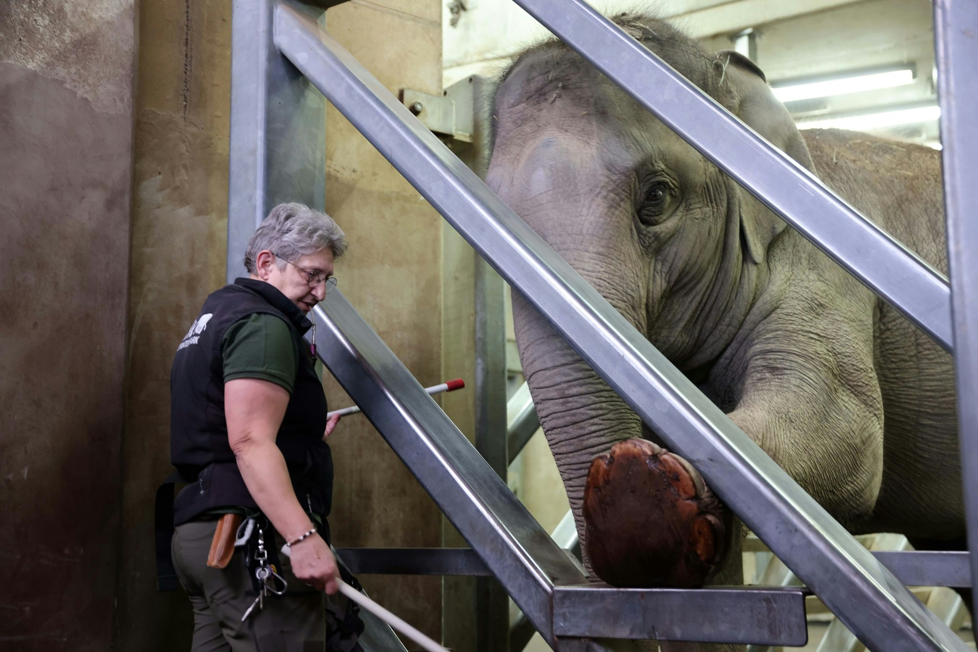 Mit einem Bambusstab übt Reviertierpflegerin Ingrid Wallner mit den Tieren Kommandos ein.