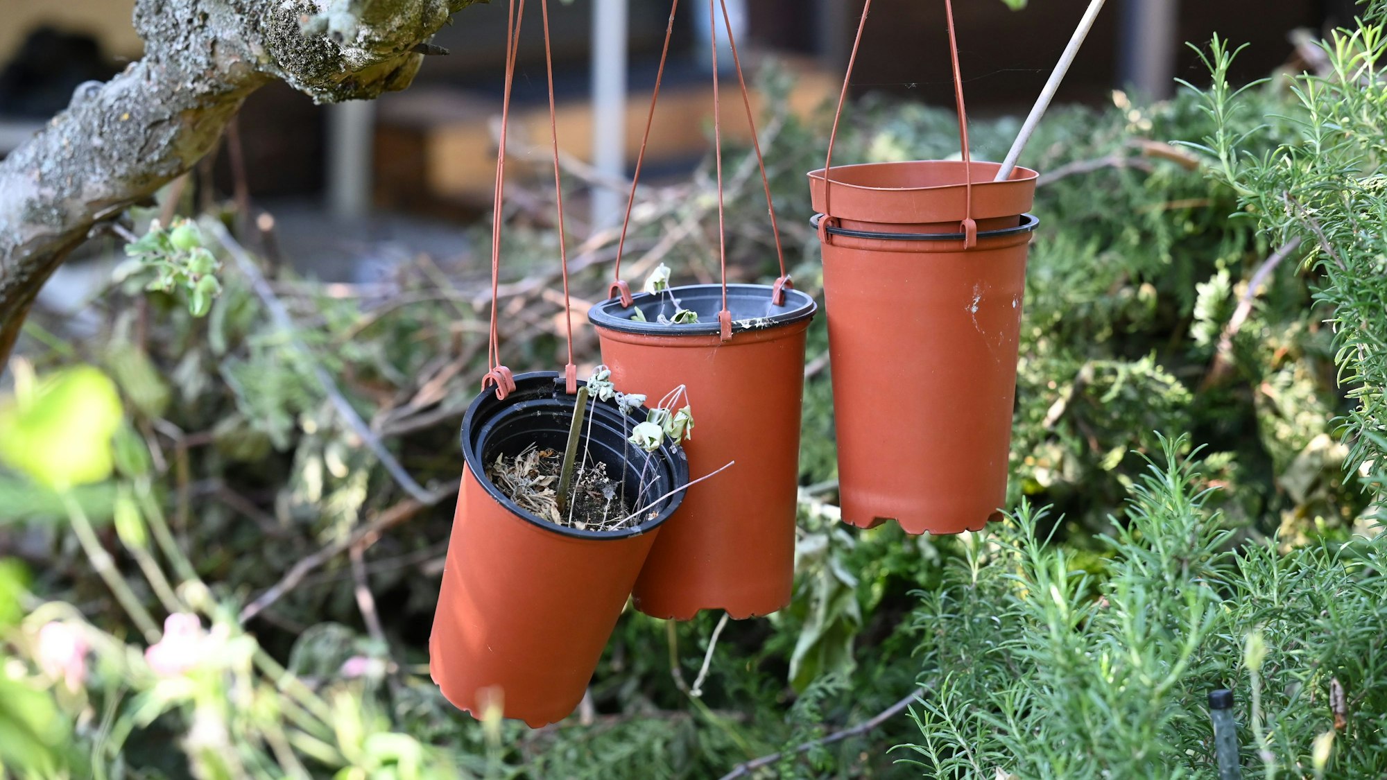 Das Cannabis-Gesetz erlaubt den Anbau von bis zu drei Pflanzen. Kleingärtner fürchten, dass sich das Bild in Schrebergärten ändern wird. (Symbolbild)