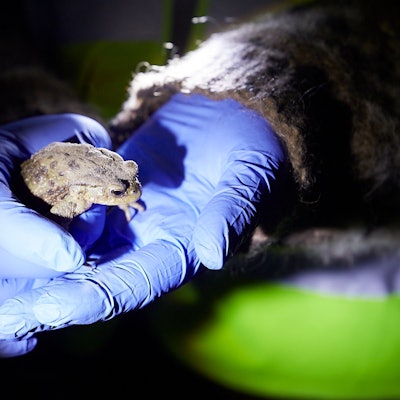 Ein Helfer mit Einweghandschuhen hält die Erdkröte in der Hand.