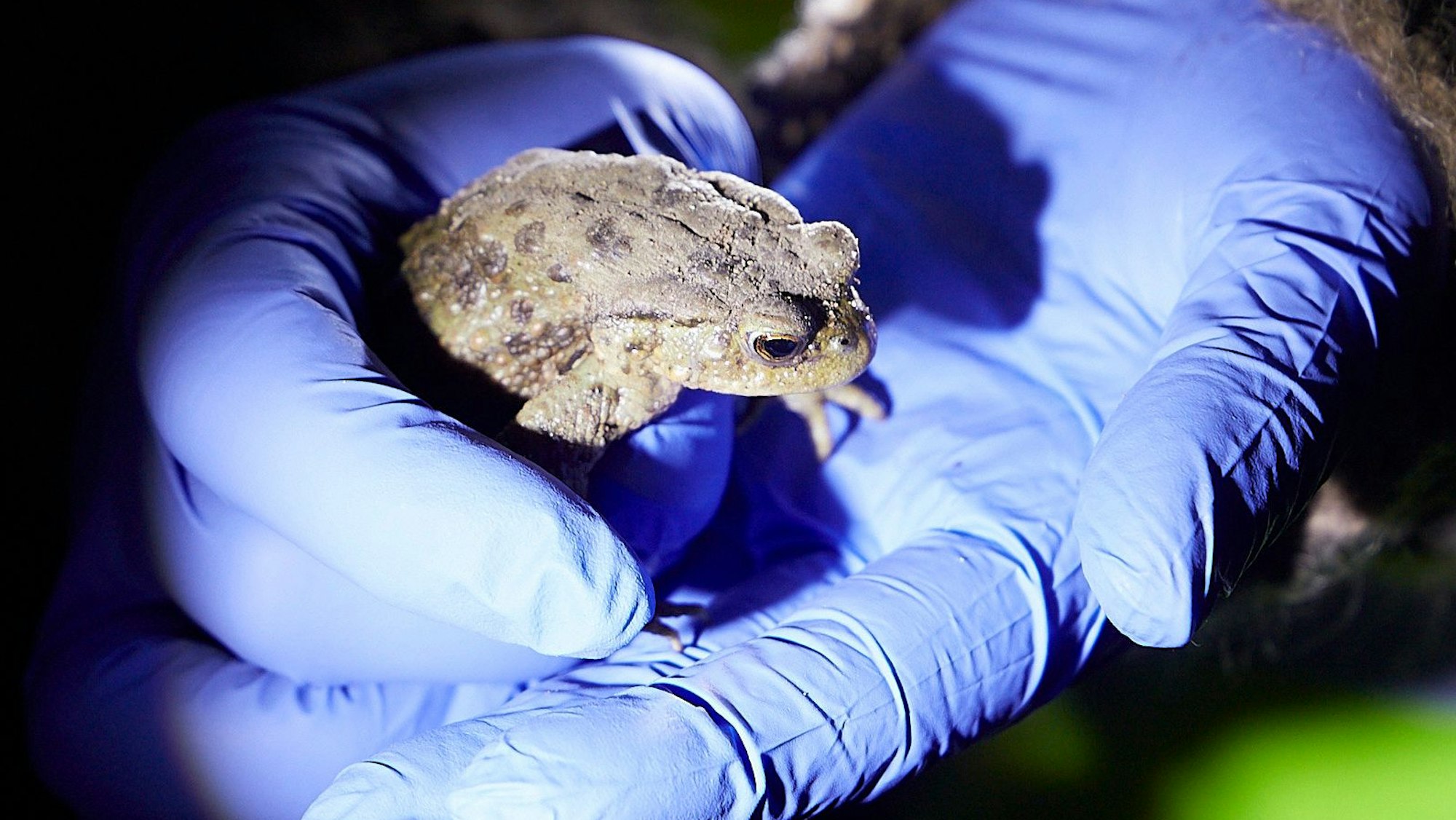 Ein Helfer mit Einweghandschuhen hält die Erdkröte in der Hand.