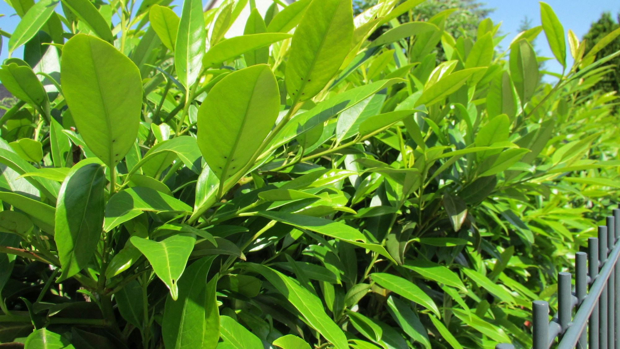 Ansicht einer Kirschlorbeer-Hecke hinter einem Zaun.