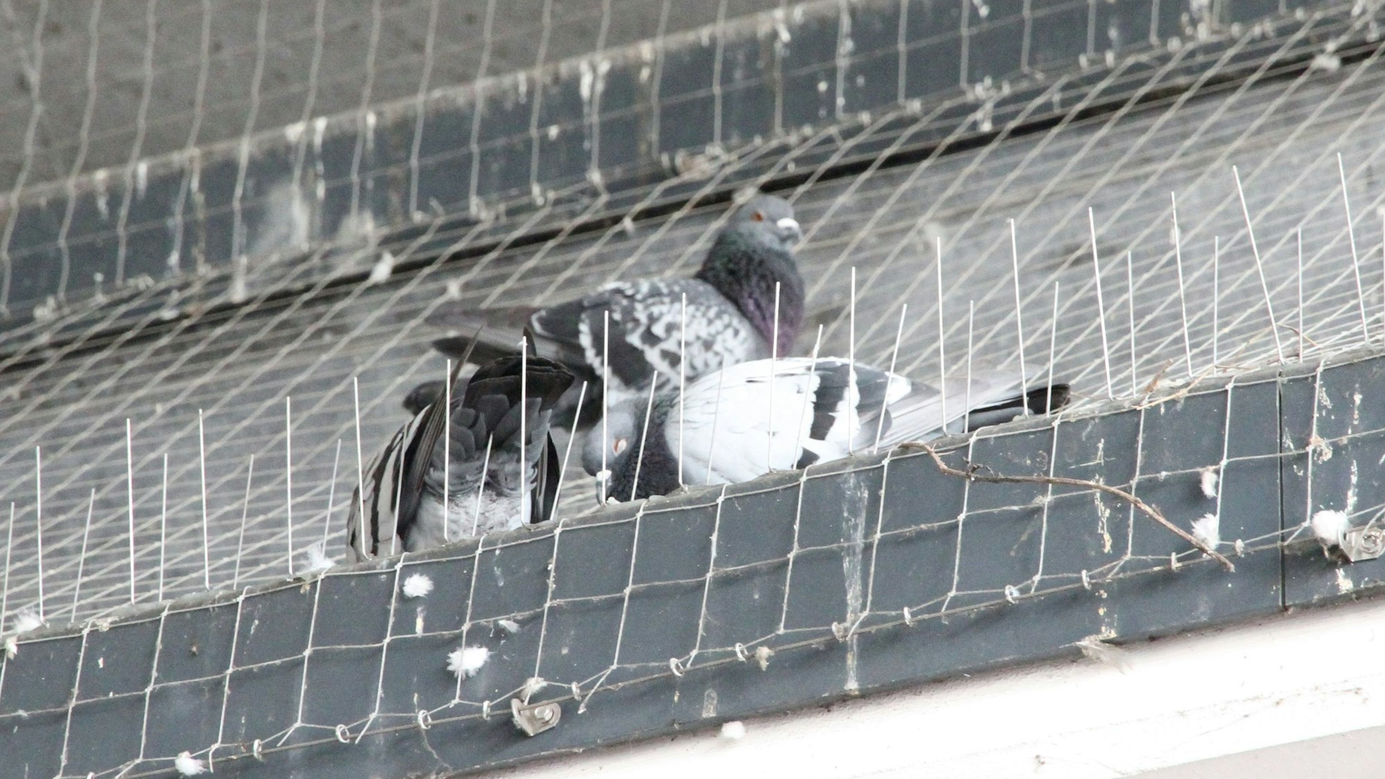 Tauben hinter Abwehrstacheln unter einem Dach