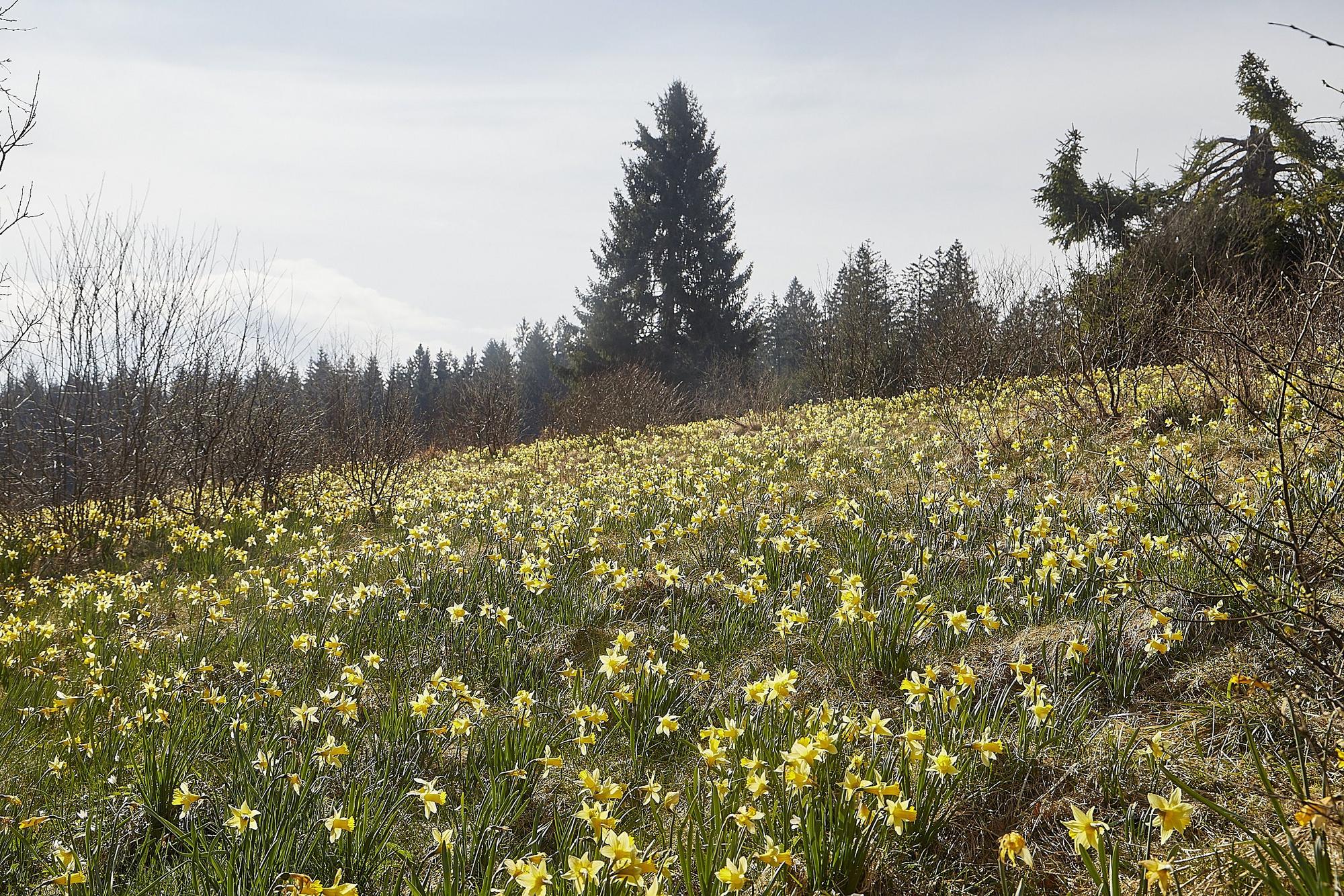 Millionen wilde Narzissen blühen jedes Jahr in der Eifel unter anderem im oberen Oleftal in Hellenthal.