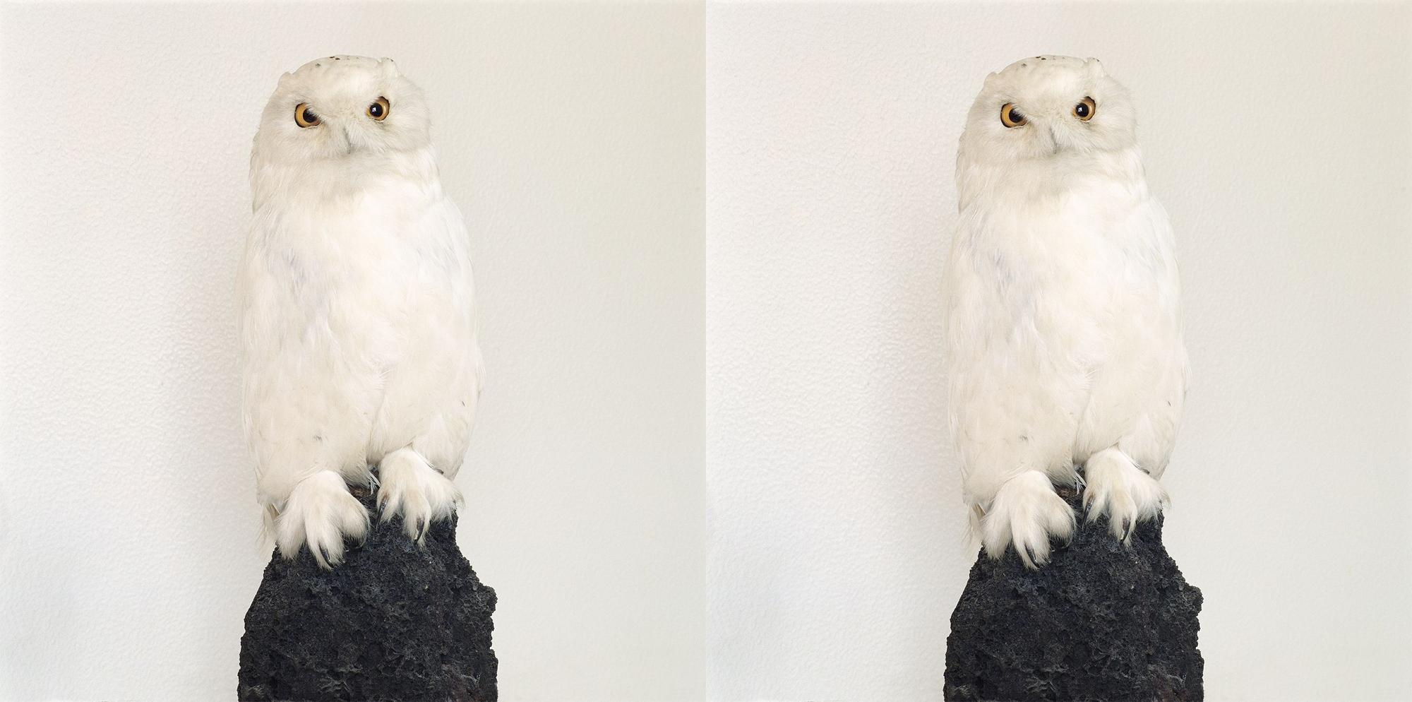 Roni Horn liebt Bilderpaare, bei denen man nicht weiß, ob sie das Gleiche oder verschiedene Sachen zeigen: „Dead Owl“ aus dem Jahr 1997.