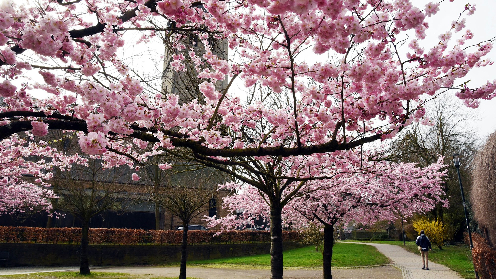 Kirschblüte auf dem Hausmannsplatz in Wipperfuerth.