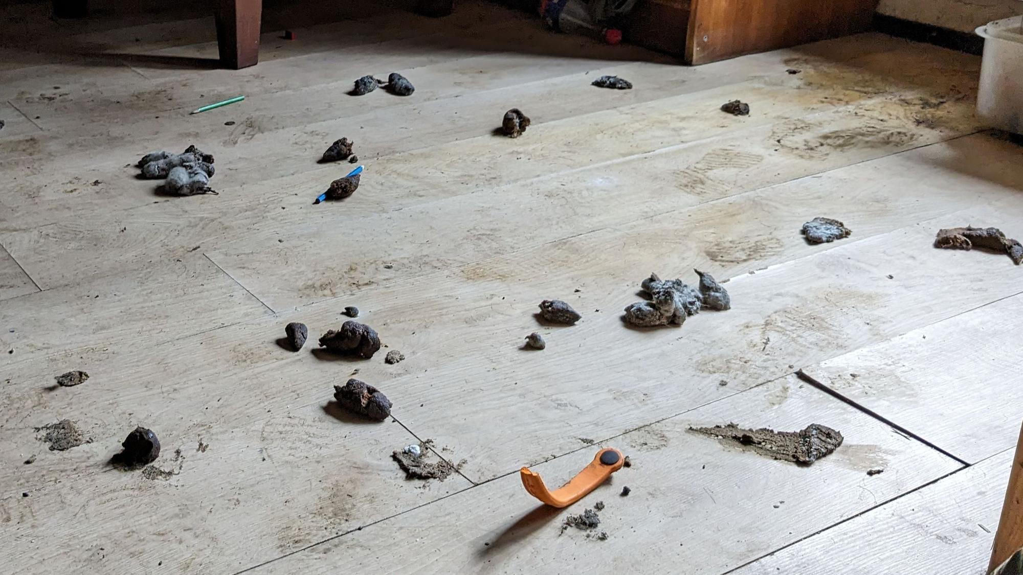 Hundekot auf dem Fußboden einer Wohnung.