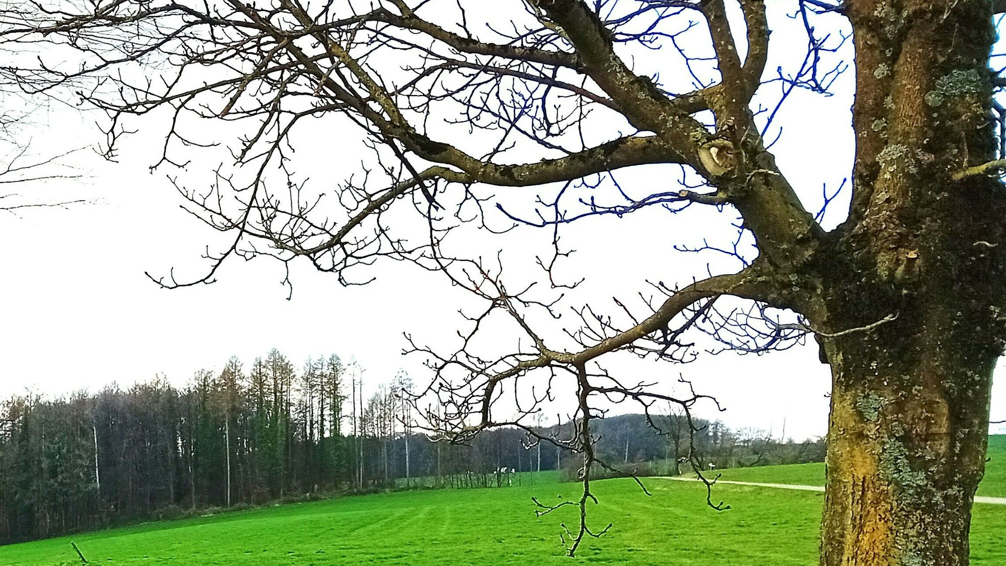 Ein Baum vor oberbergischer Landschaft.