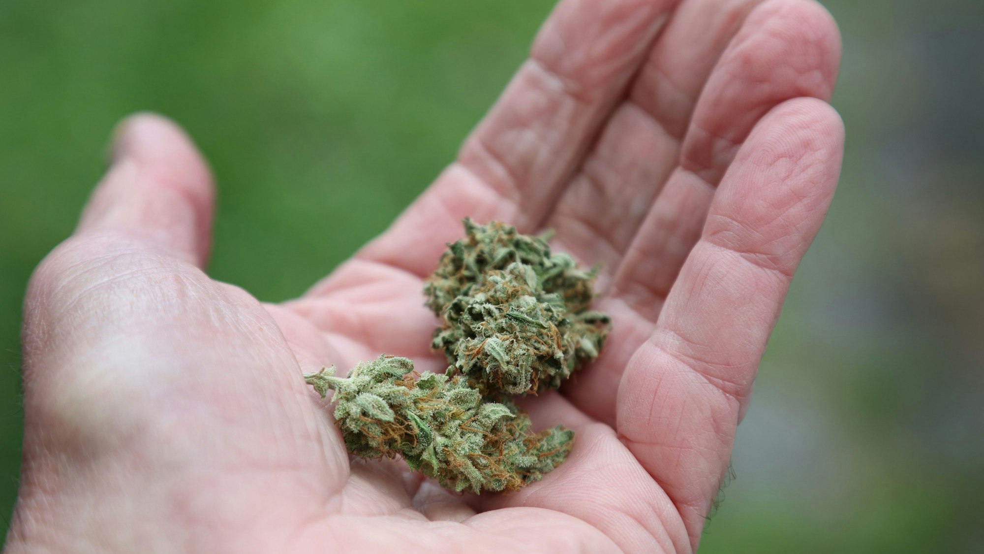 Eine Hand hält getrocknete Cannabis-Blüten.