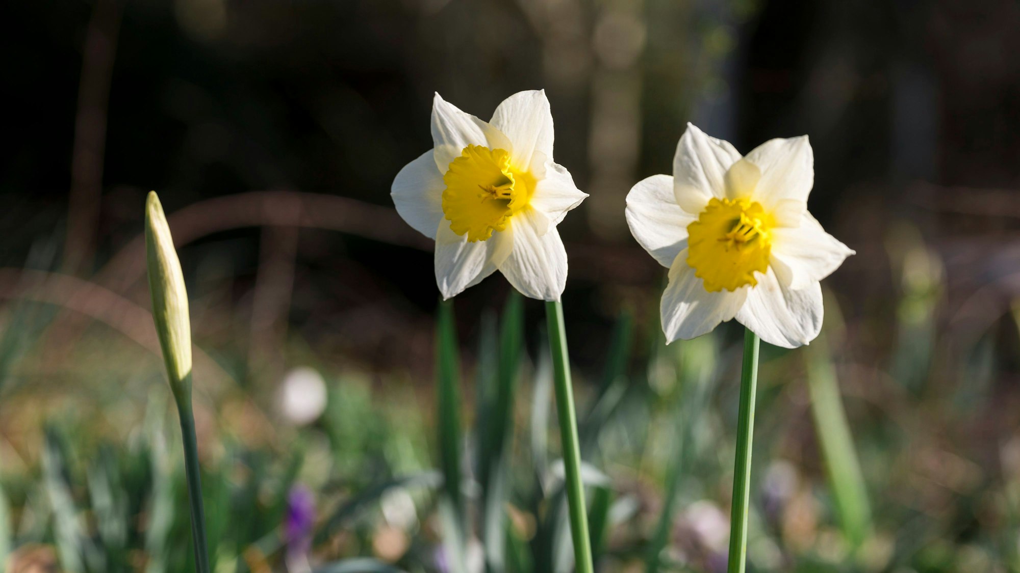 Zwei Narzissen blühen in der Sonne.