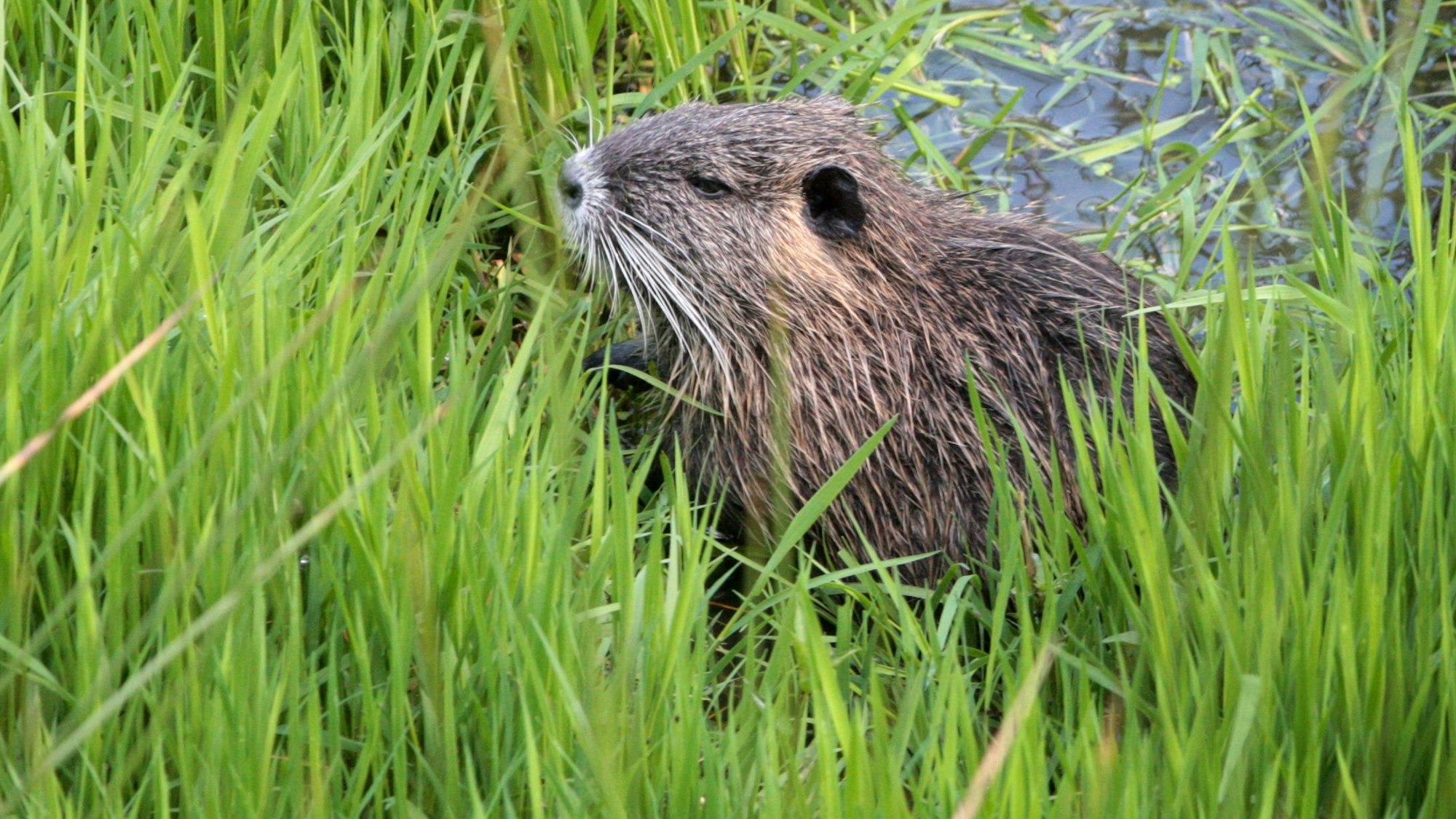 Ein Nutria sitzt im Gras an einem Teich im Eifgenbachtal unweit der Rausmühle.