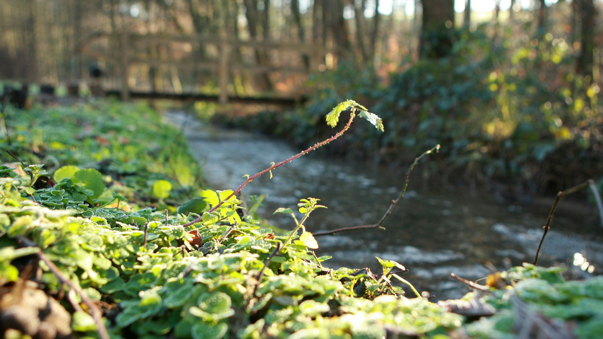 Erstes Frühlingsgrün wird von der Sonne angestrahlt, im Hintergrund ist eine Brücke über einen Bach zu sehen.